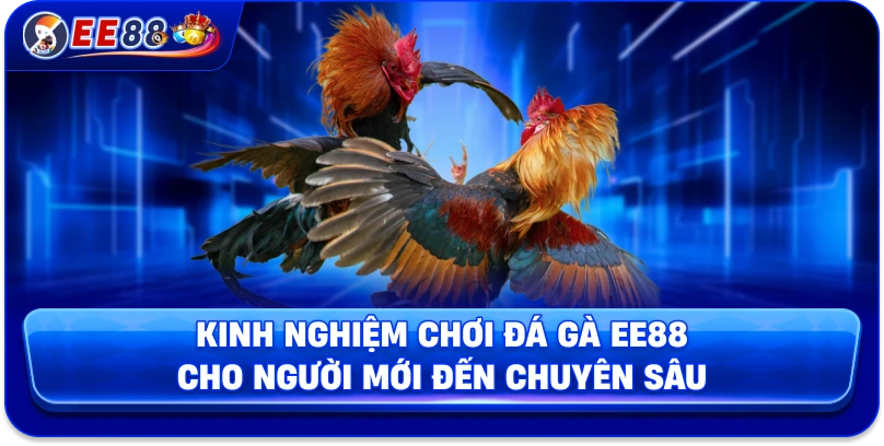 Kinh nghiệm chơi đá gà EE88 cho người mới đến chuyên sâu